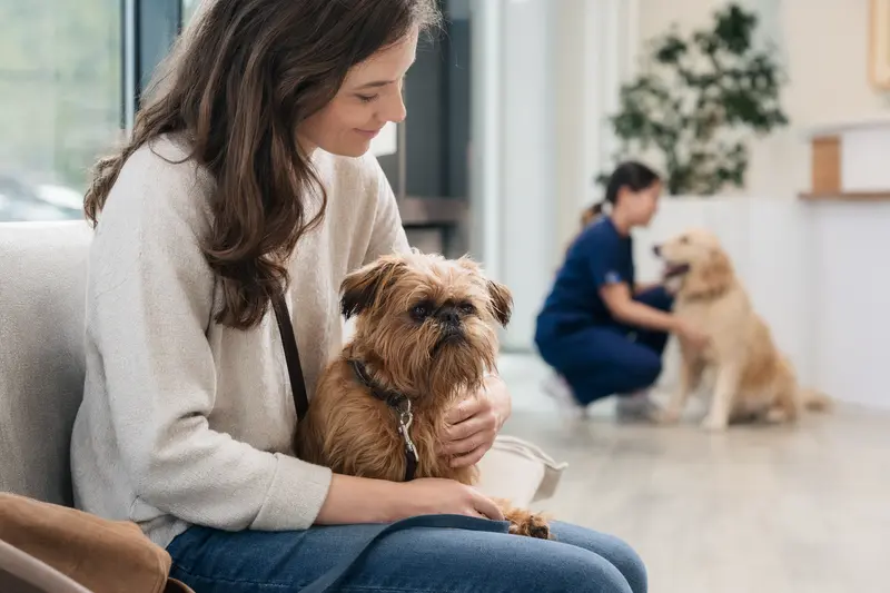 Ein Belgischer Griffon sitzt ruhig neben seinem Besitzer im hellen Wartezimmer einer modernen Tierarztpraxis.